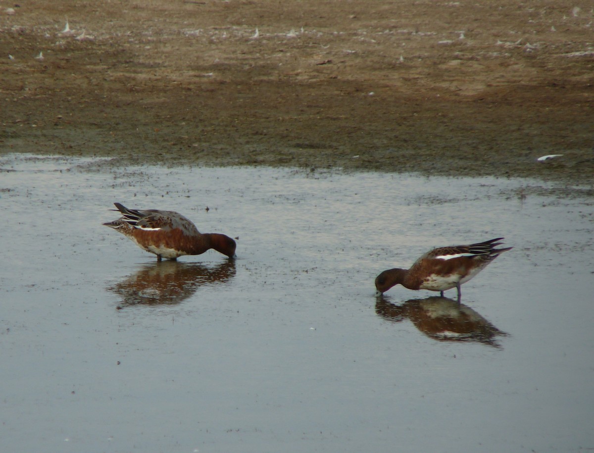 Canard siffleur - ML640318232