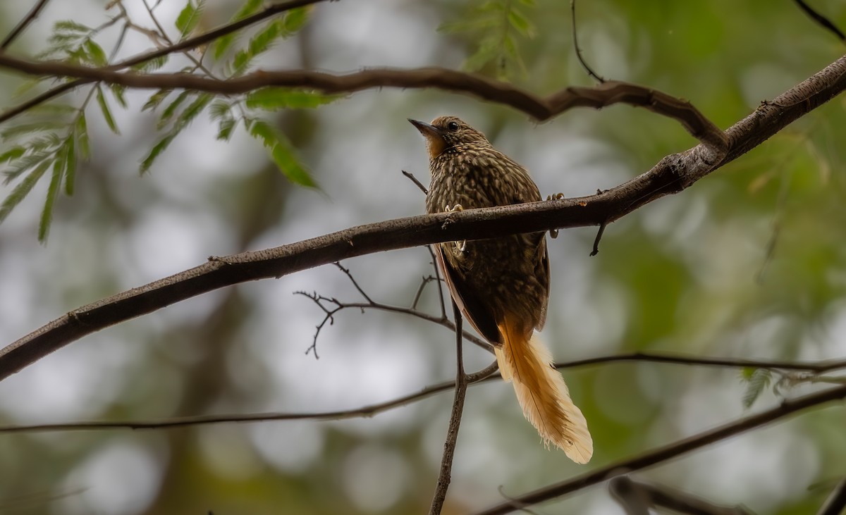 Striated Softtail - ML640318250