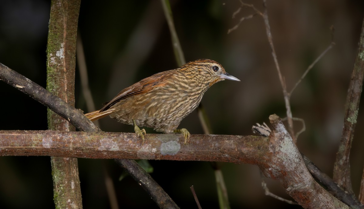 Striated Softtail - ML640318251