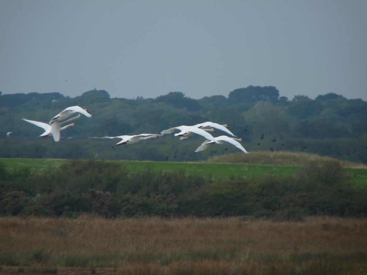 Mute Swan - ML640318256
