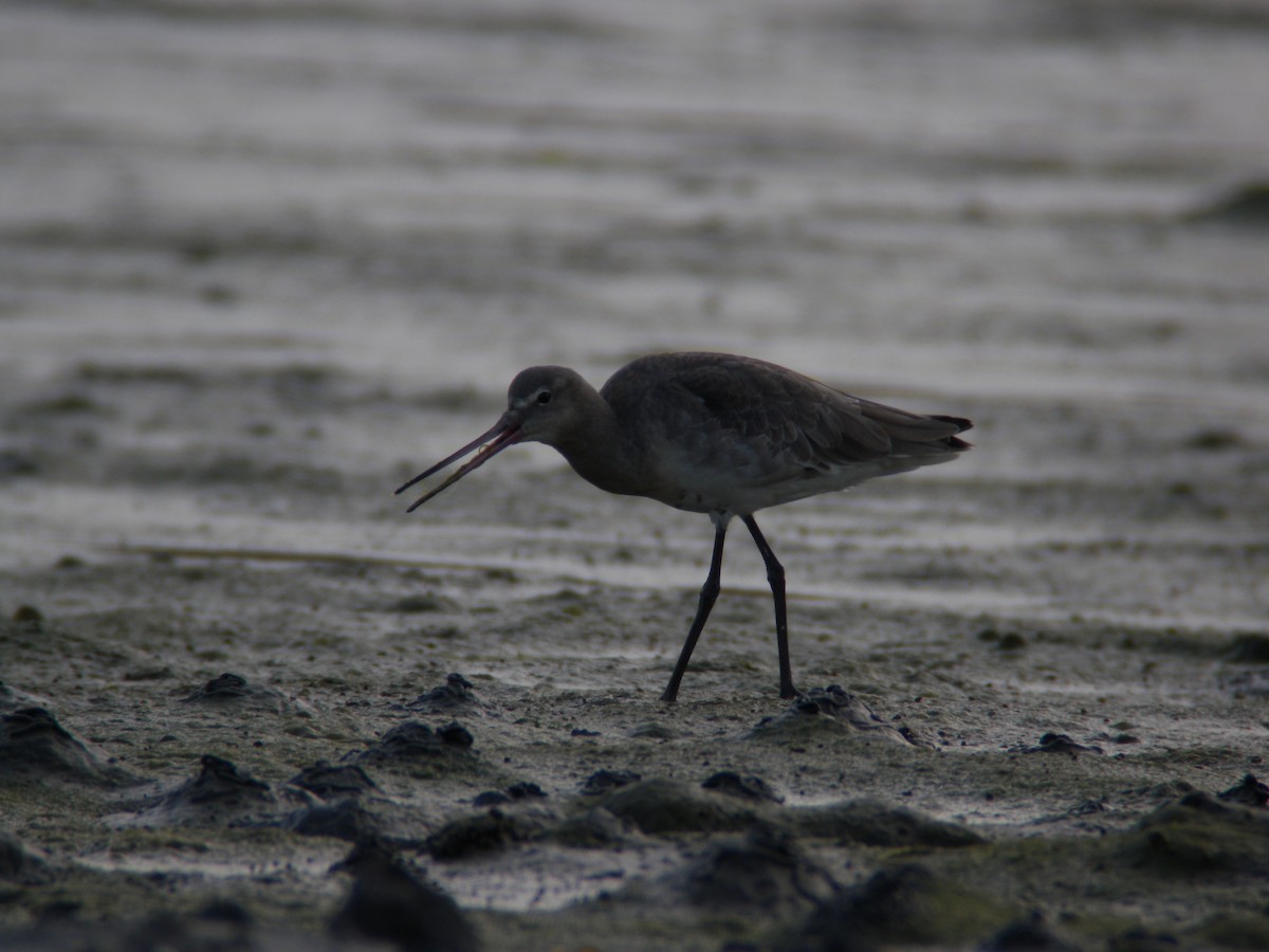 Black-tailed Godwit - ML640318263