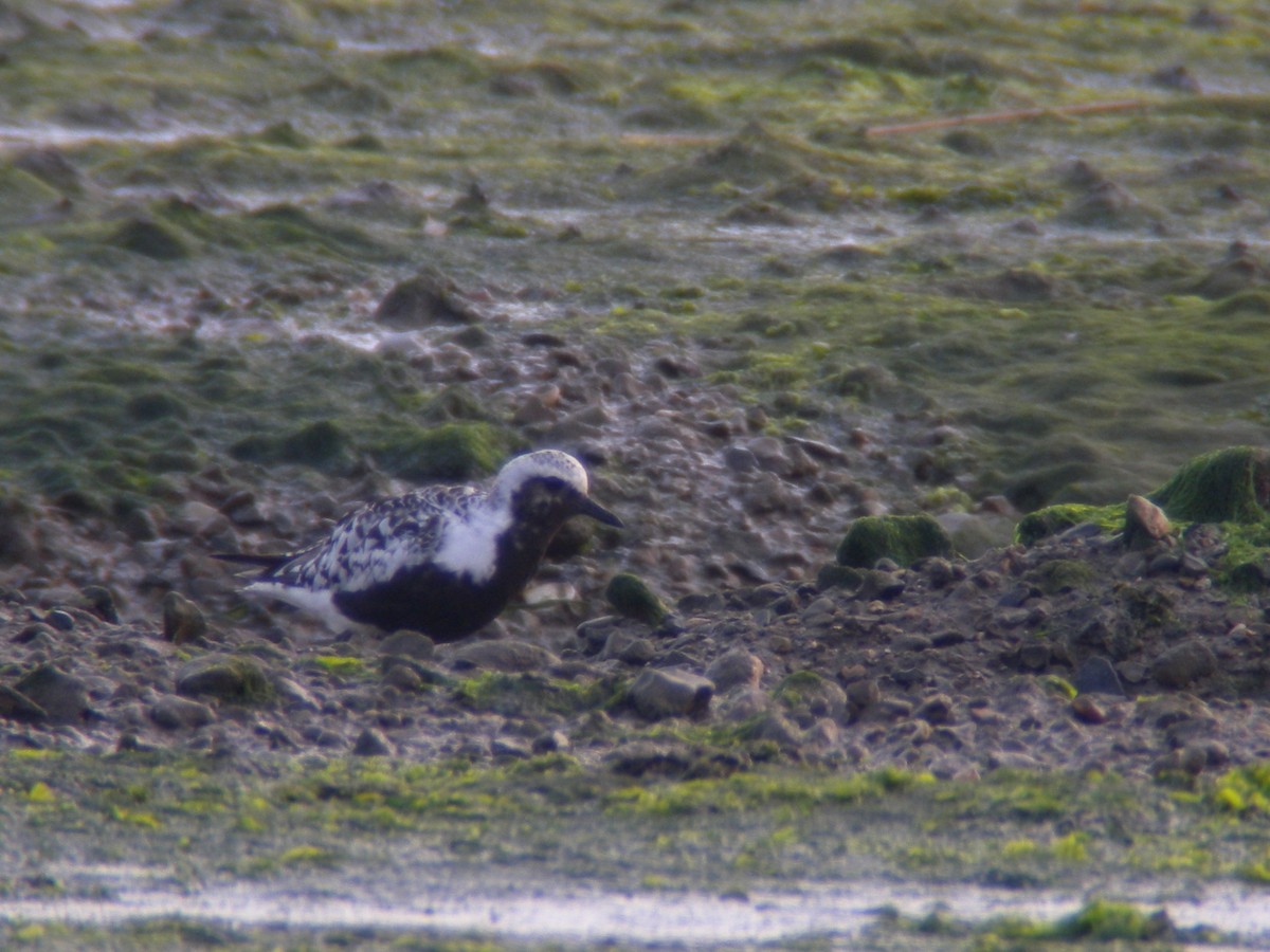 Black-bellied Plover - ML640318272