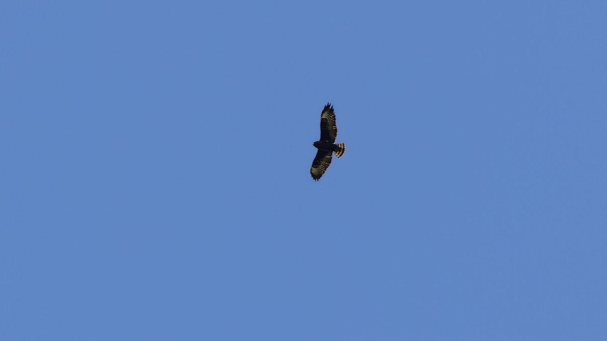 Short-tailed Hawk - ML640318273
