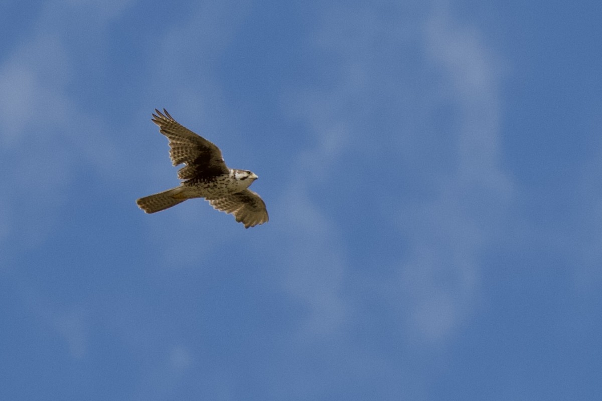 Prairie Falcon - ML640318280