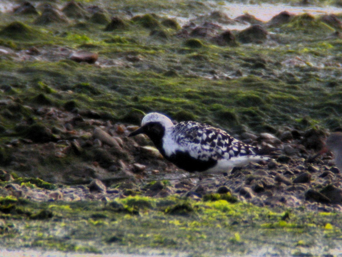 Black-bellied Plover - ML640318286