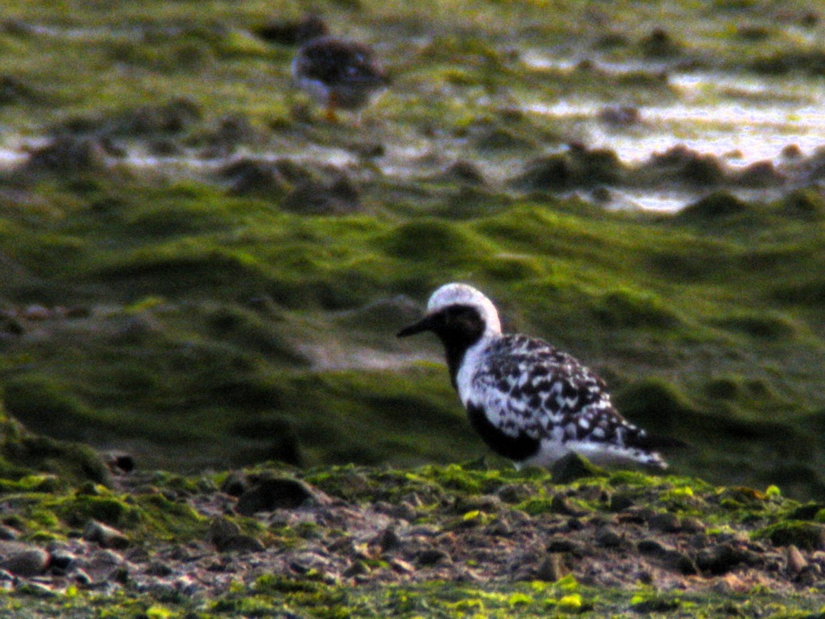 Black-bellied Plover - ML640318291