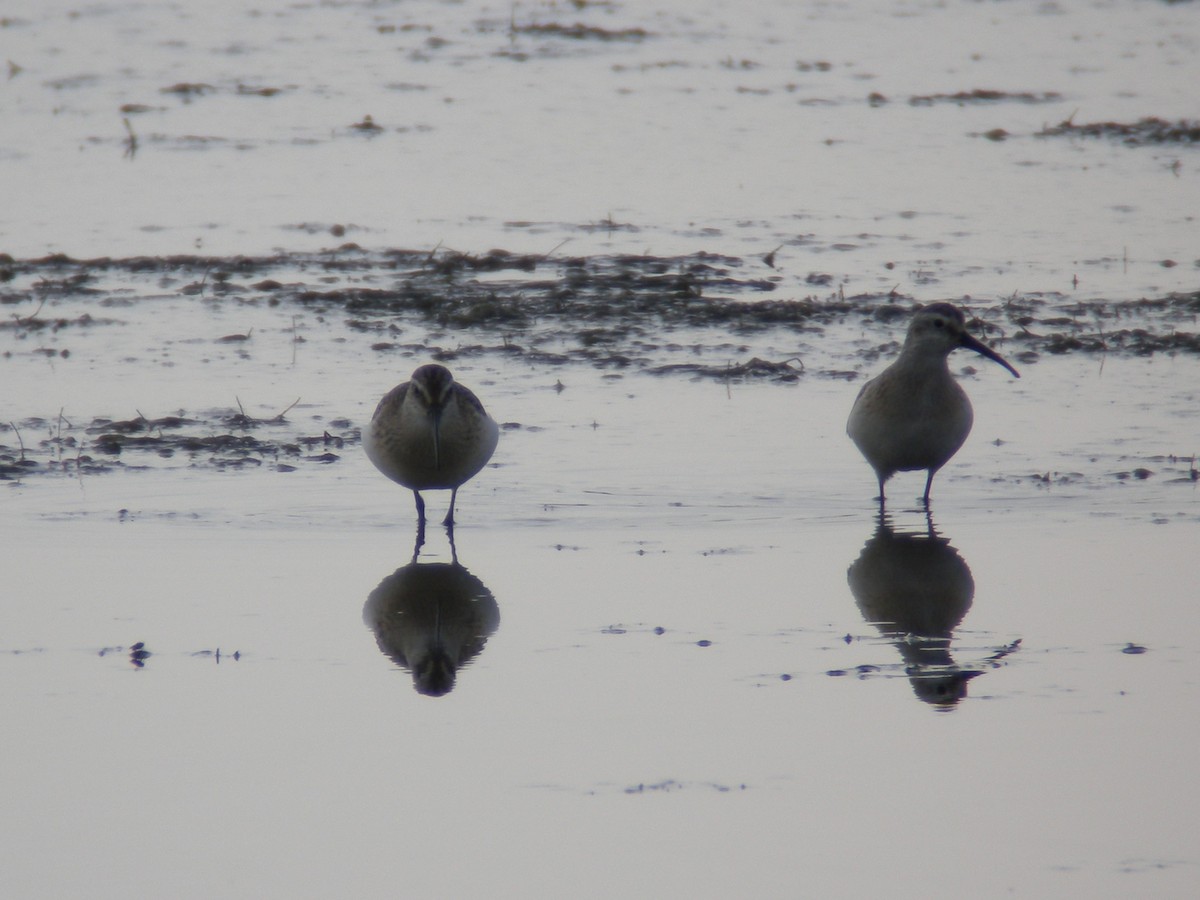 Curlew Sandpiper - ML640318308