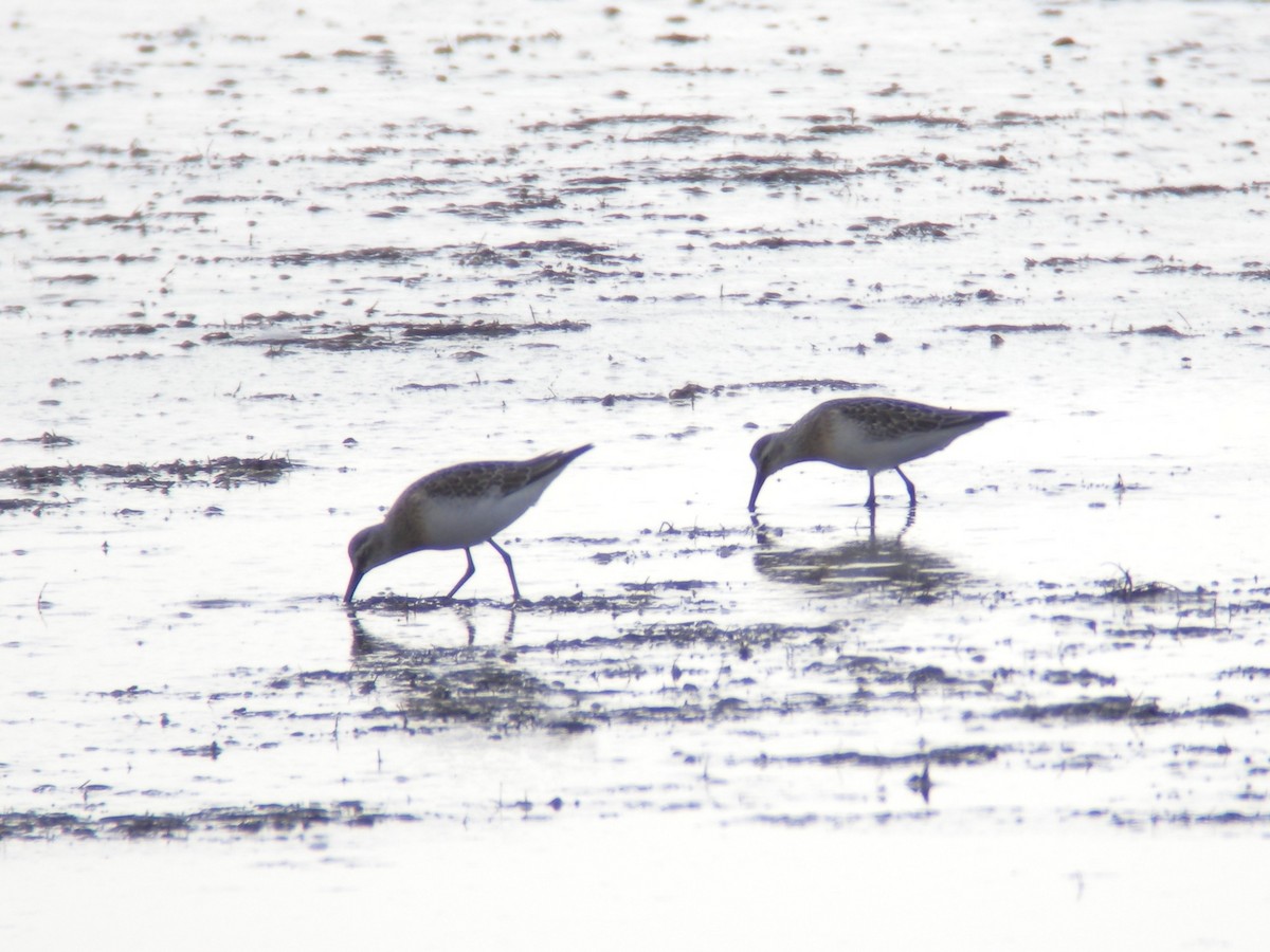 Curlew Sandpiper - ML640318314