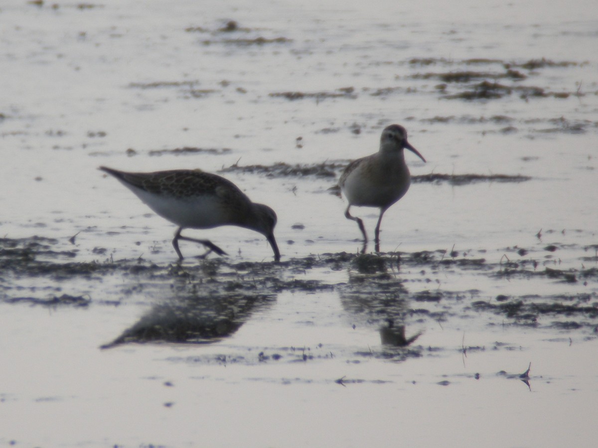 Curlew Sandpiper - ML640318331