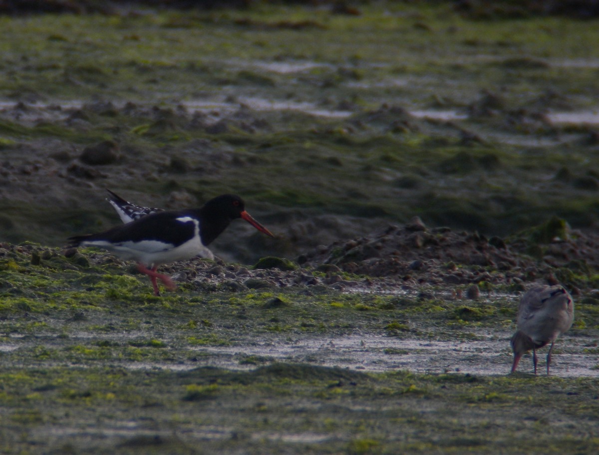 Eurasian Oystercatcher - ML640318342