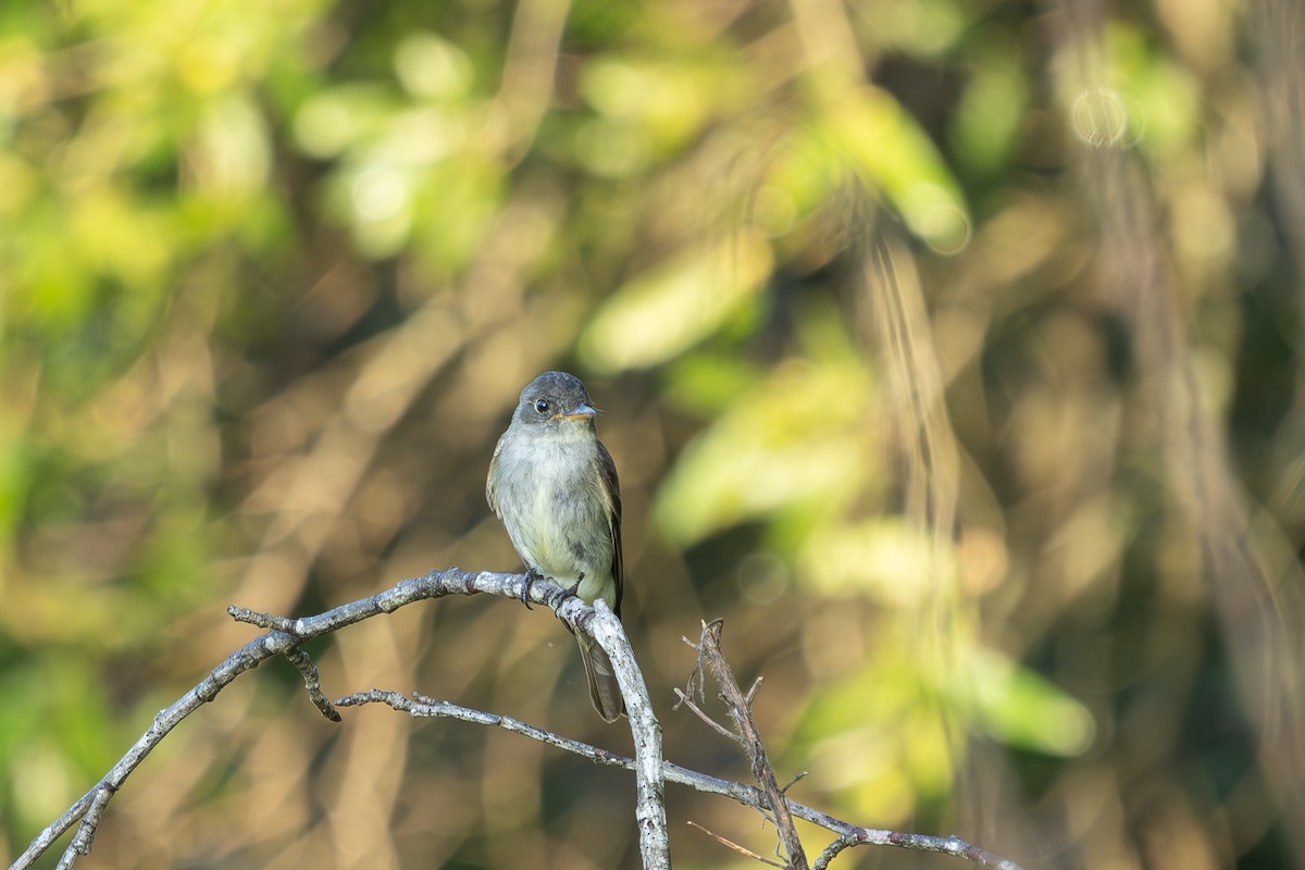 Eastern Wood-Pewee - ML640318415