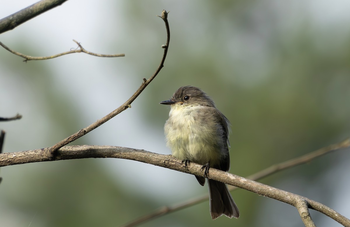 Eastern Phoebe - ML640318416