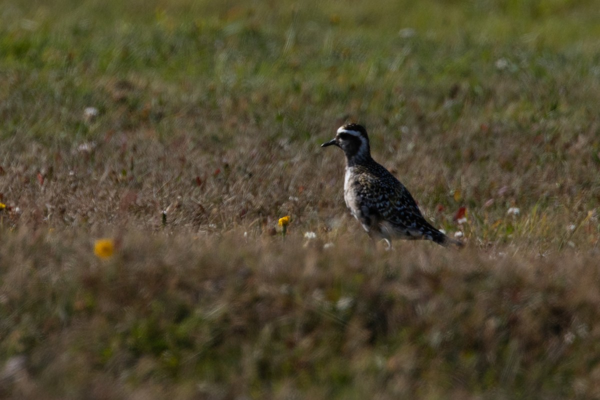 American Golden-Plover - ML640318427