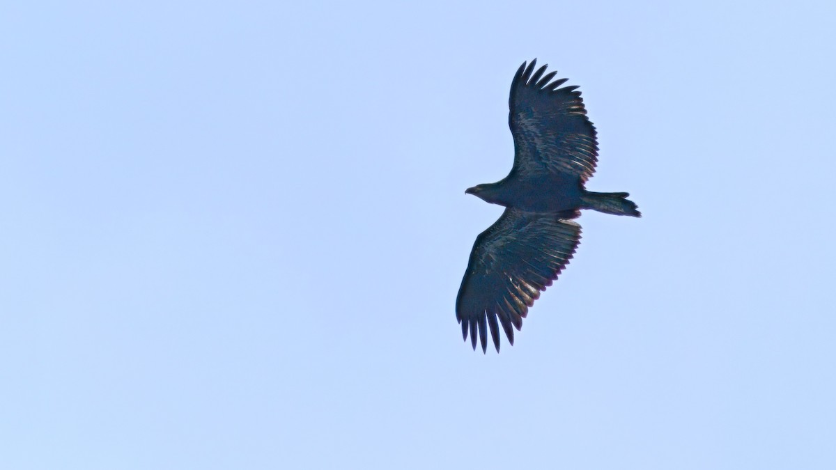Bald Eagle - ML640318450