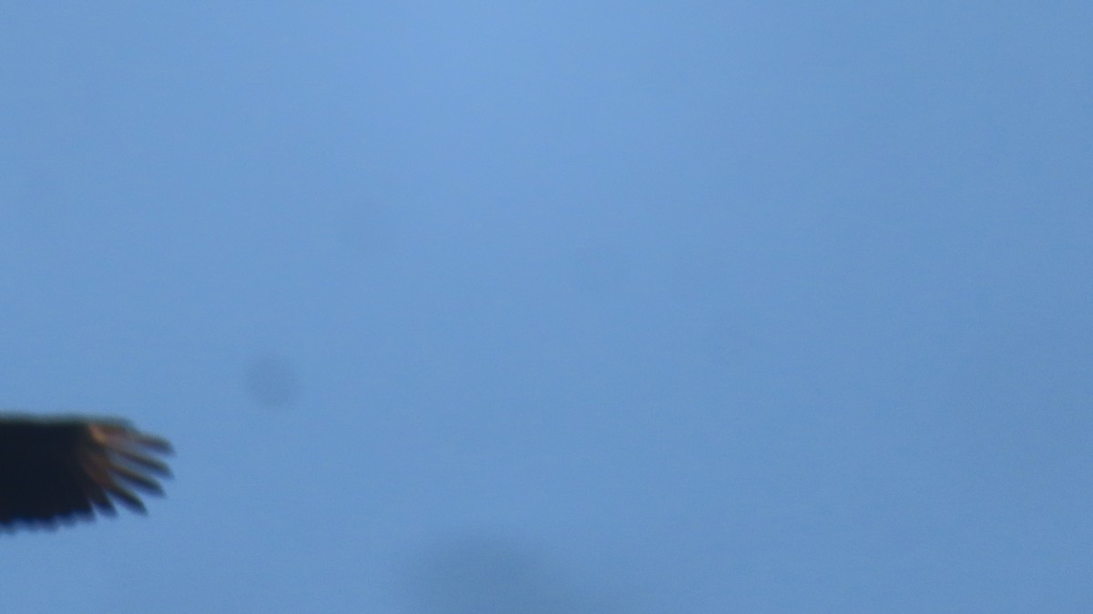 Black Vulture - ML640318475