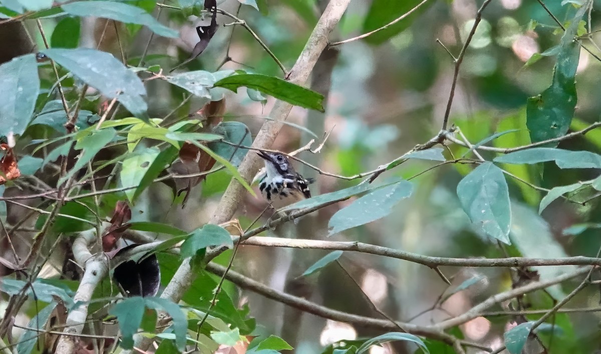 Dot-backed Antbird - ML640318486