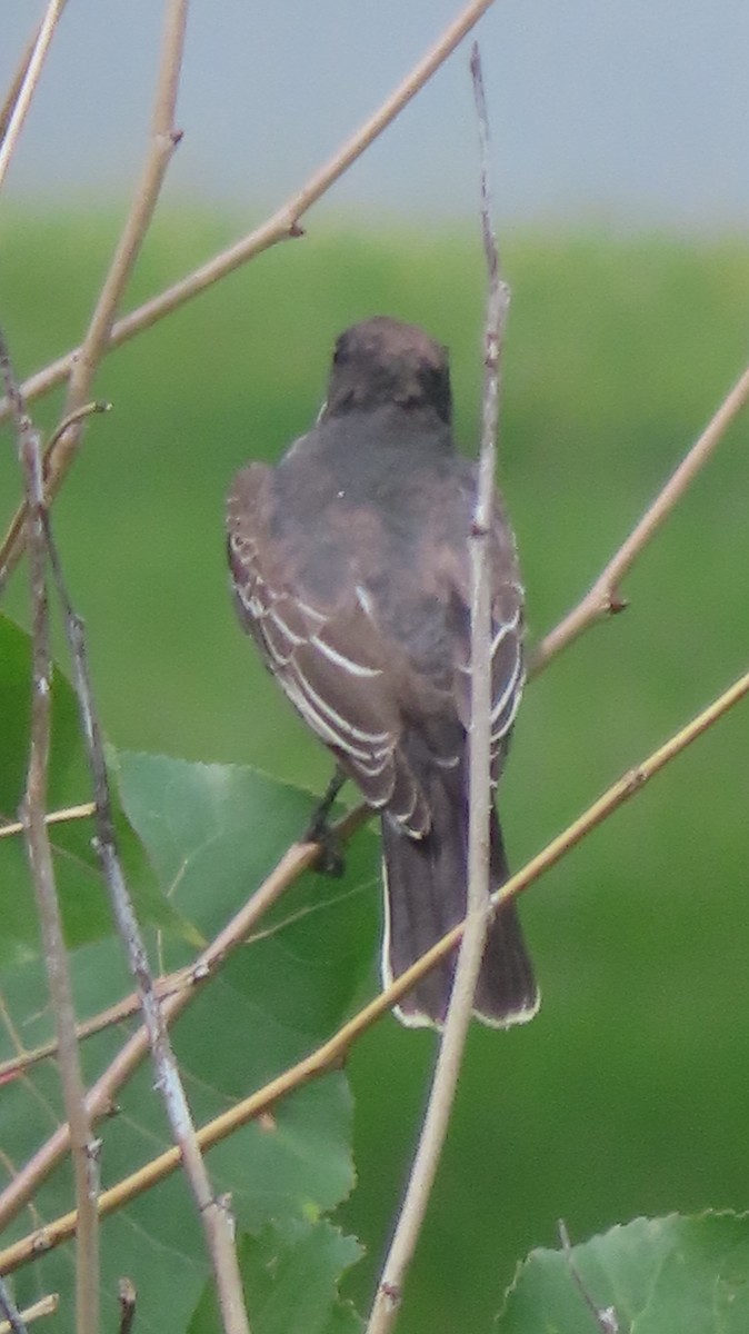 Eastern Kingbird - ML640318509
