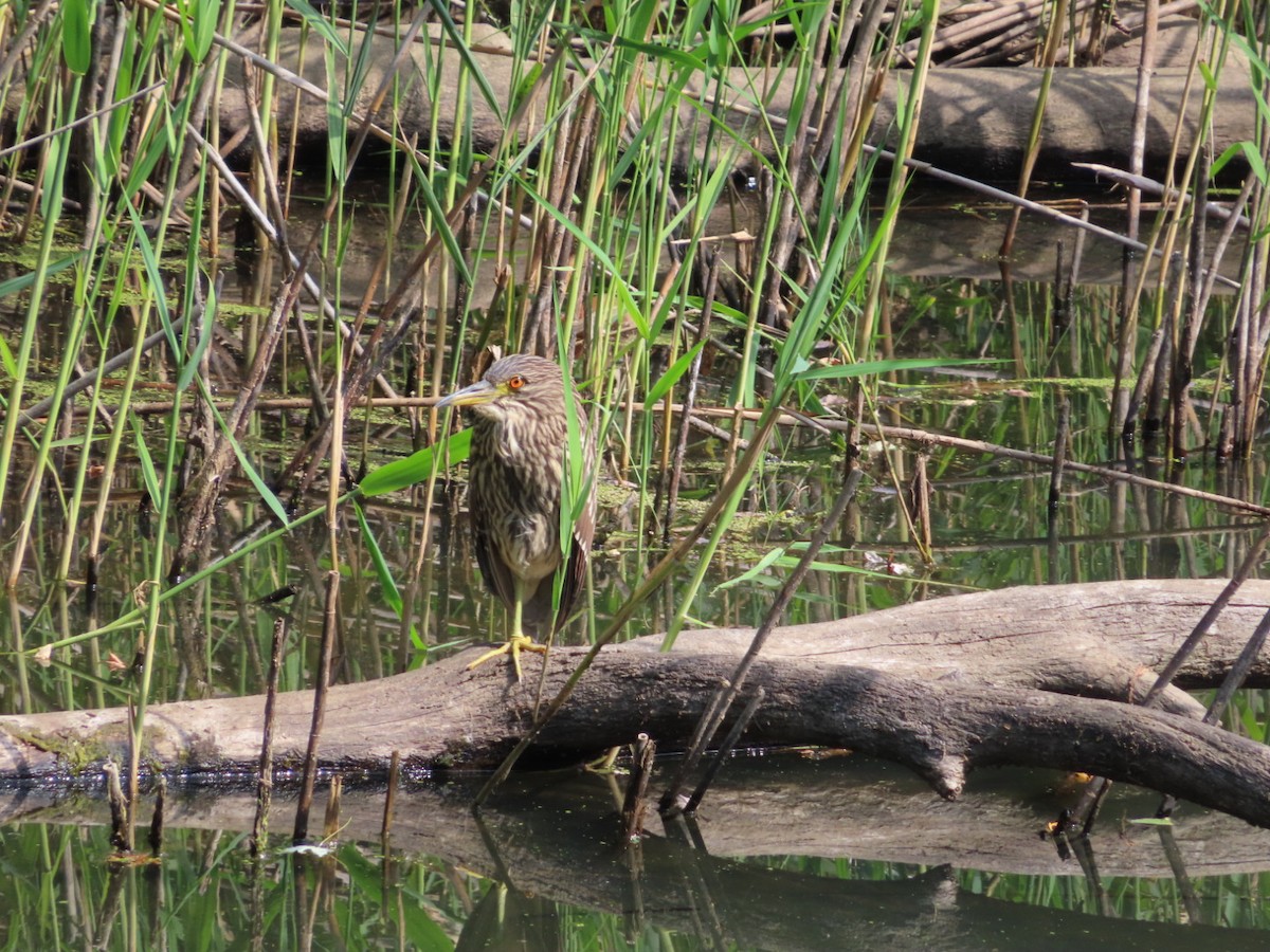 Black-crowned Night Heron - ML640318587