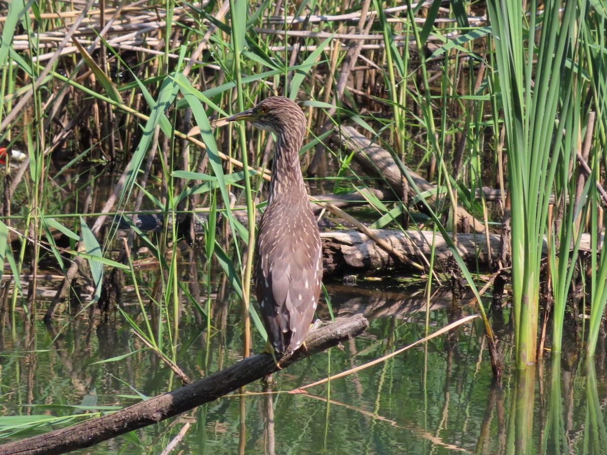Black-crowned Night Heron - ML640318588
