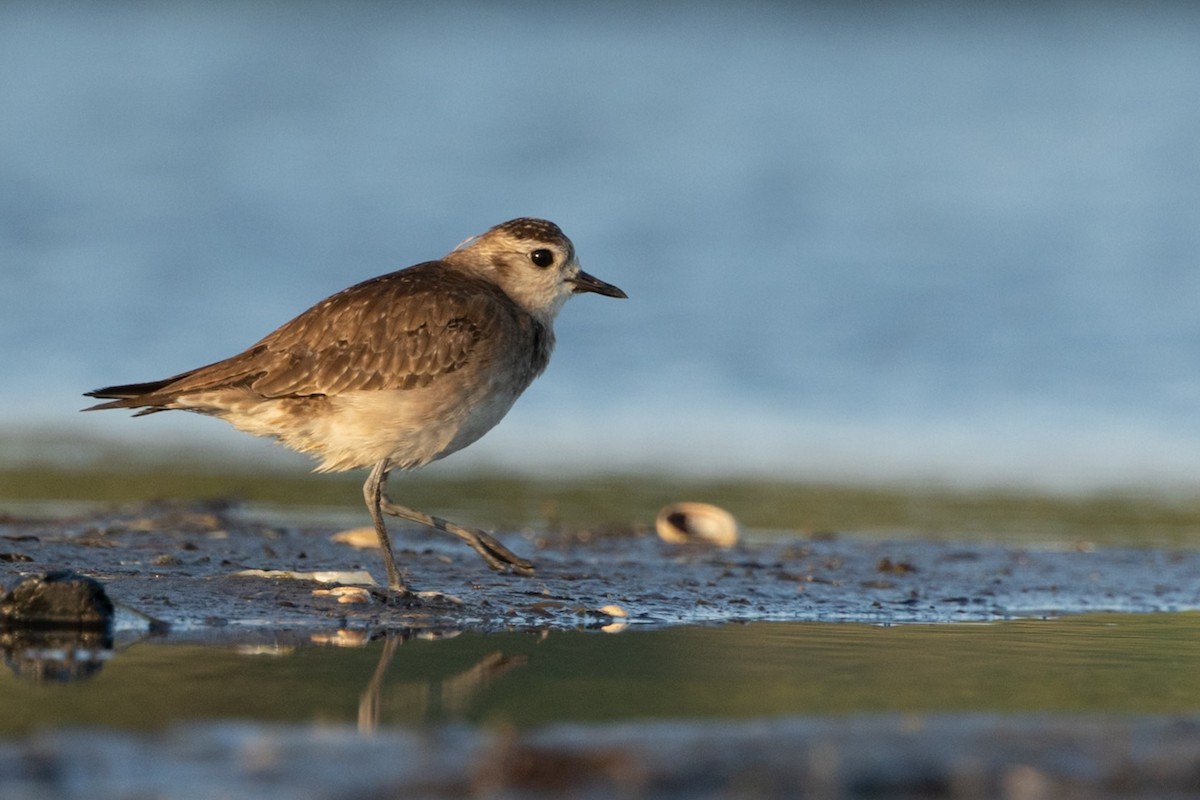 American Golden-Plover - ML640318598