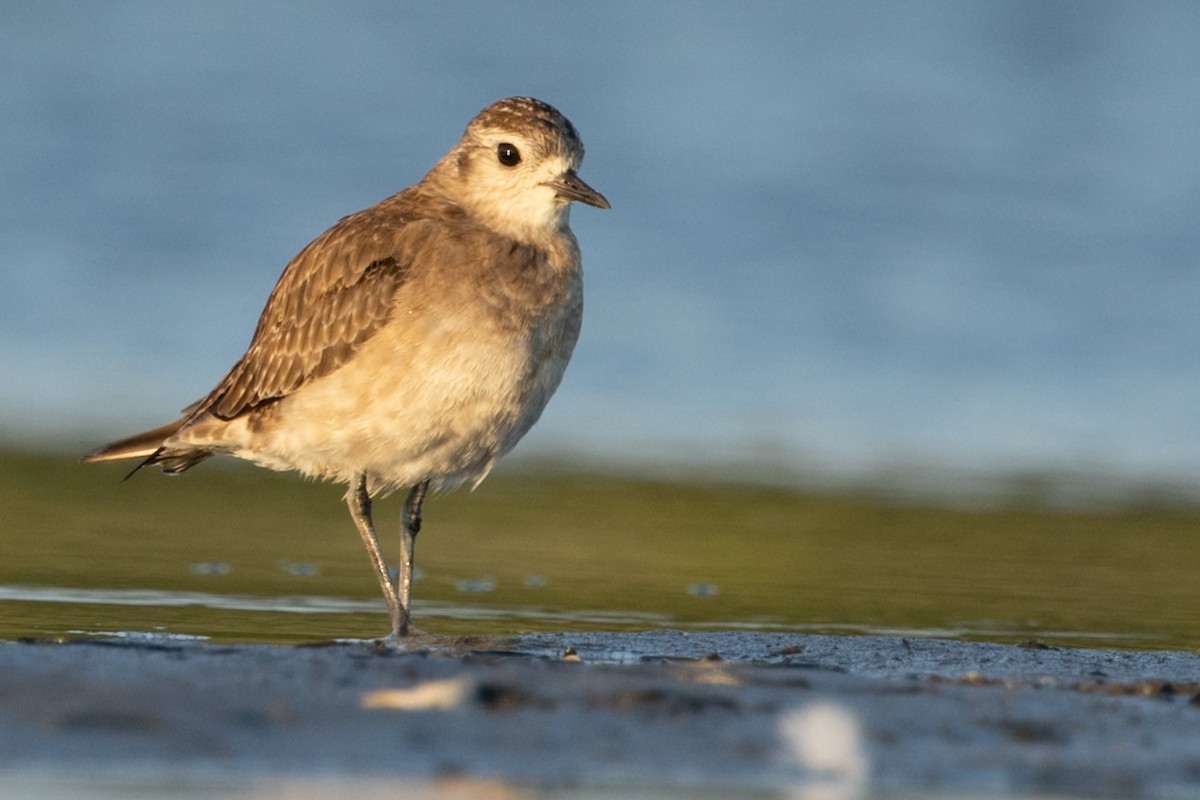 American Golden-Plover - ML640318599
