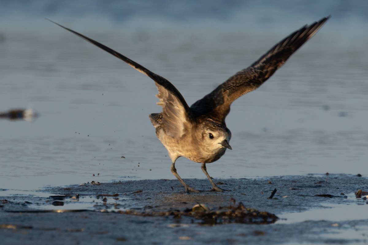 American Golden-Plover - ML640318600