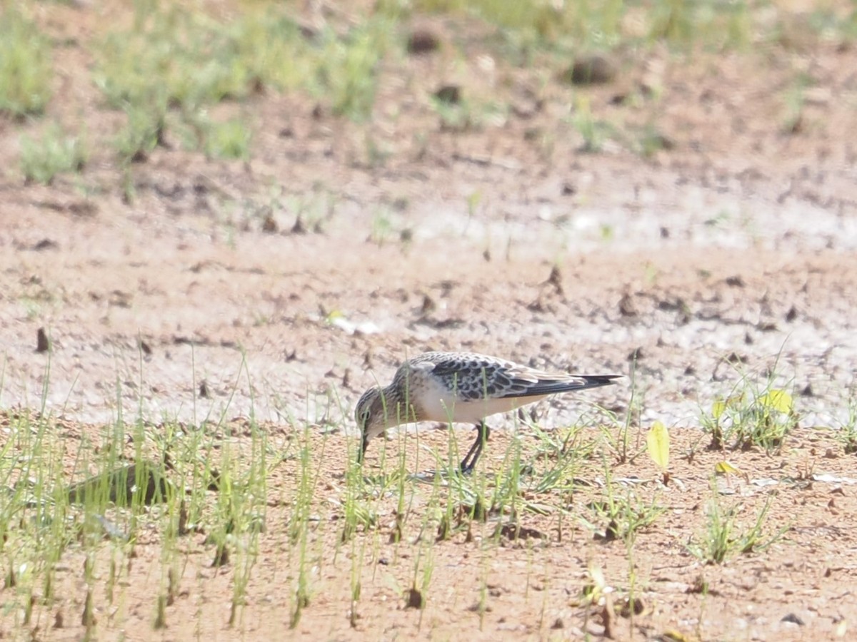 Baird's Sandpiper - ML640318629