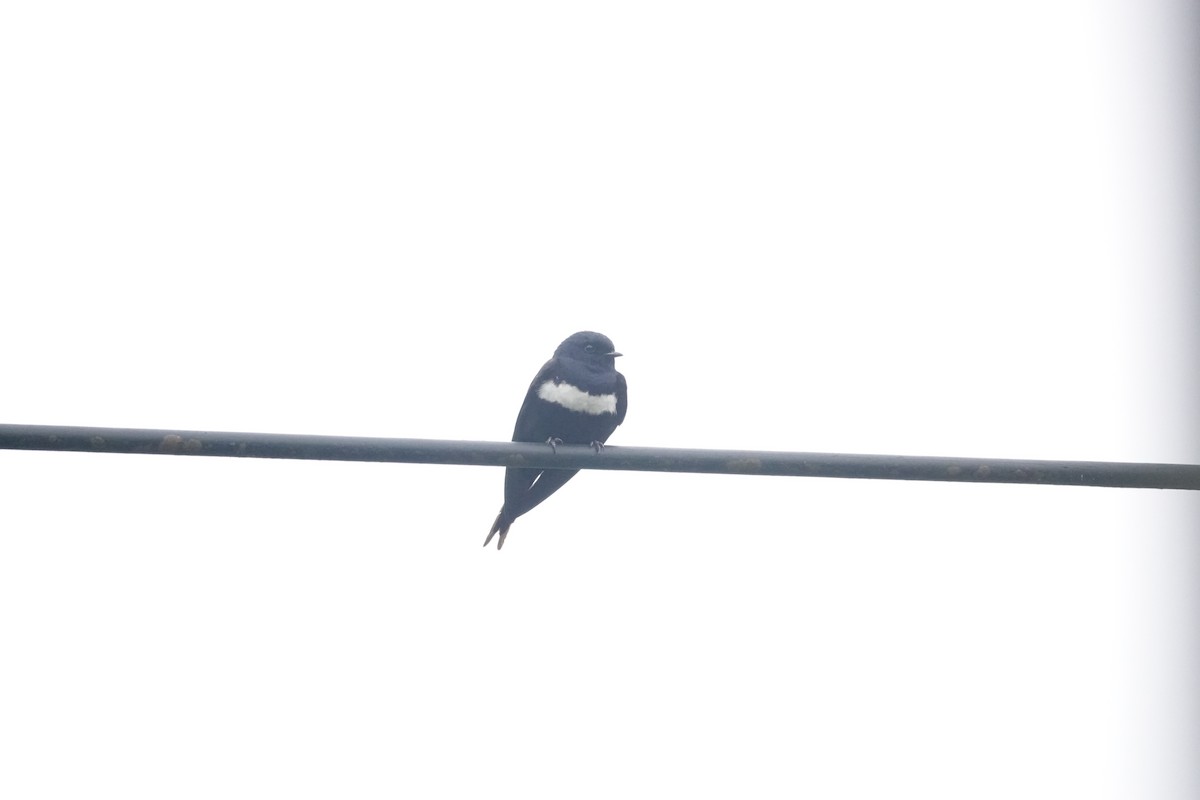 Golondrina Fajiblanca - ML640318657