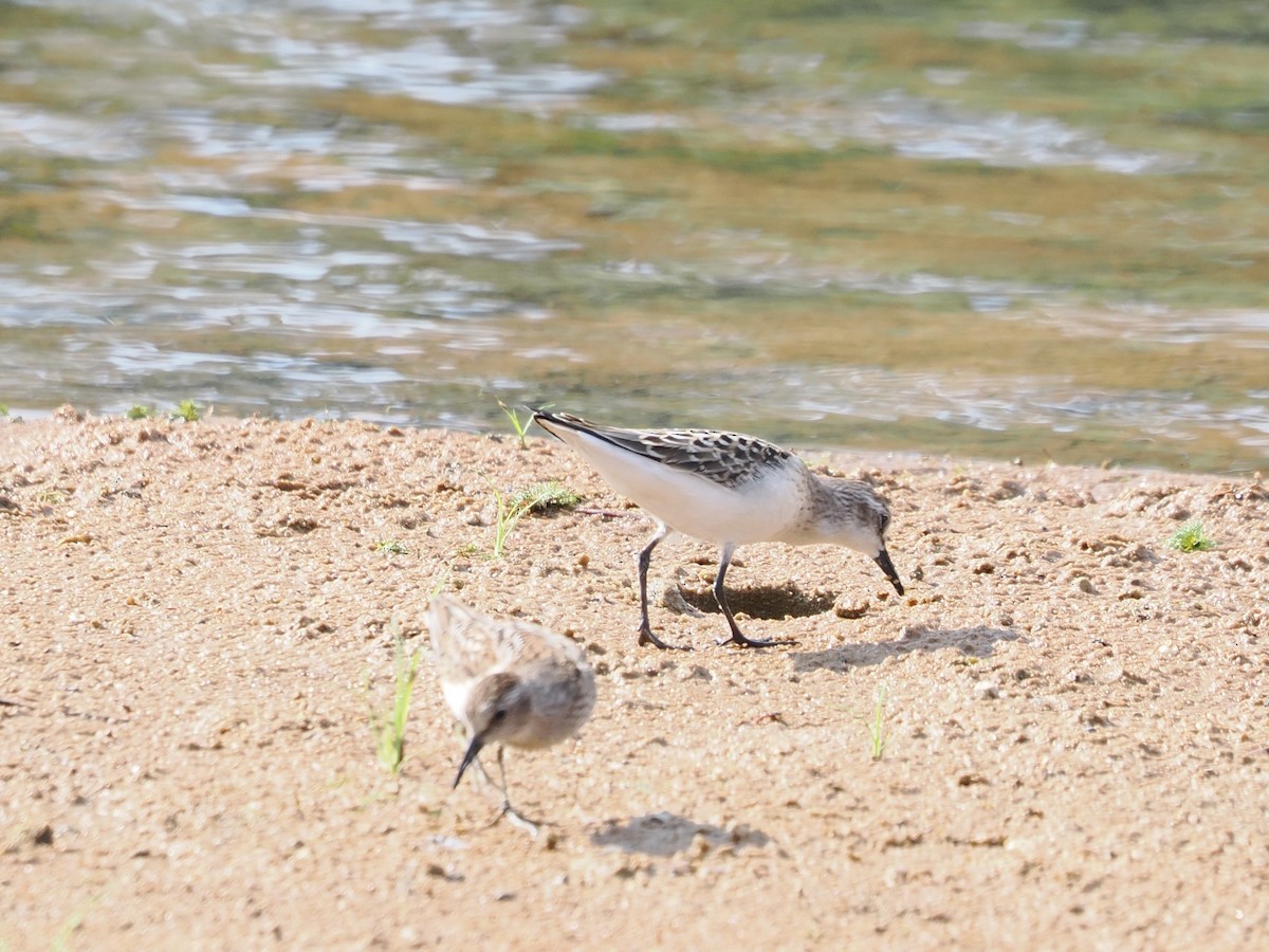 Semipalmated Sandpiper - ML640318660