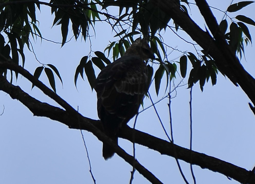 Legge's Hawk-Eagle - ML640318700