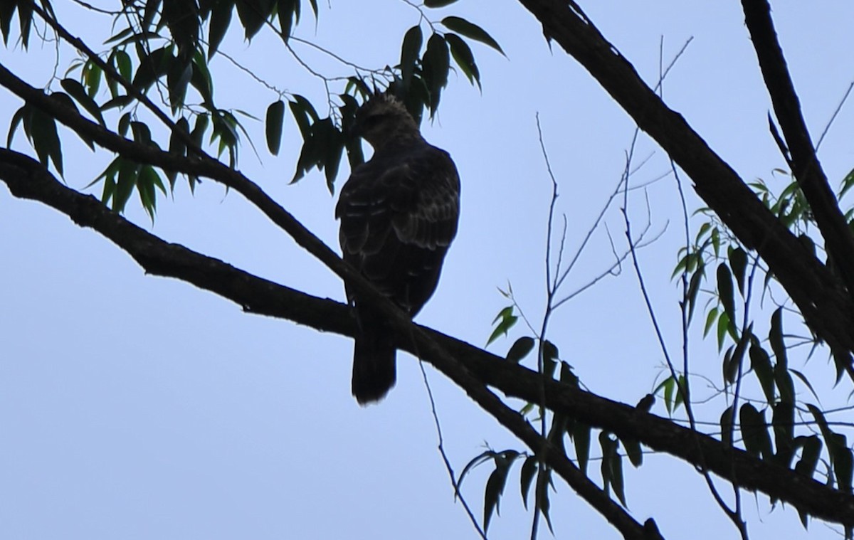 Legge's Hawk-Eagle - ML640318701