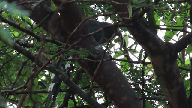 Blue-faced Malkoha - ML640318709
