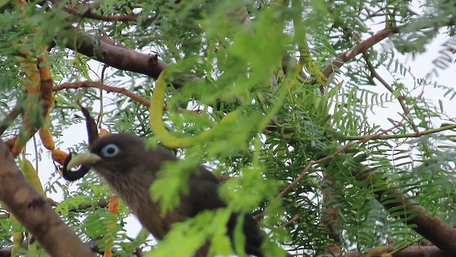 Blue-faced Malkoha - ML640318710