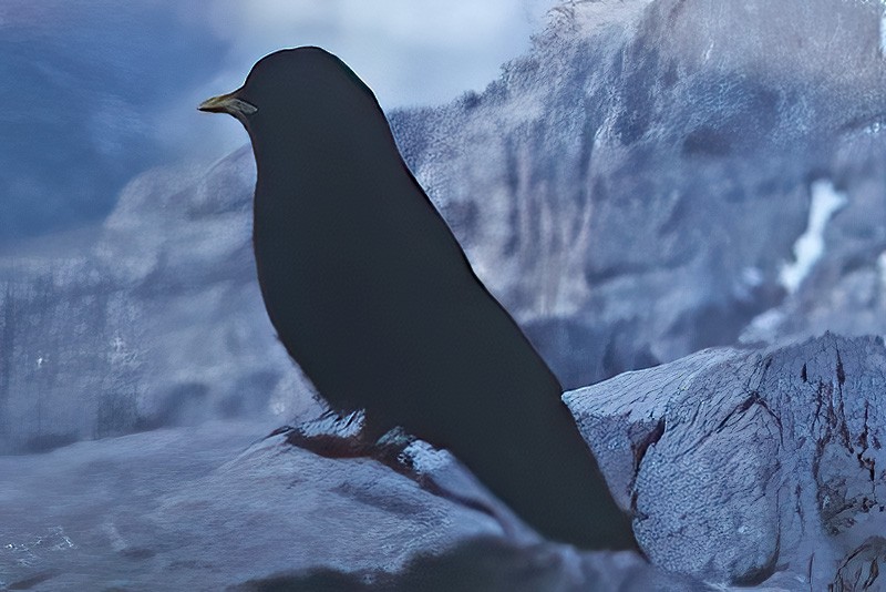 kavče žlutozobé - ML640318713