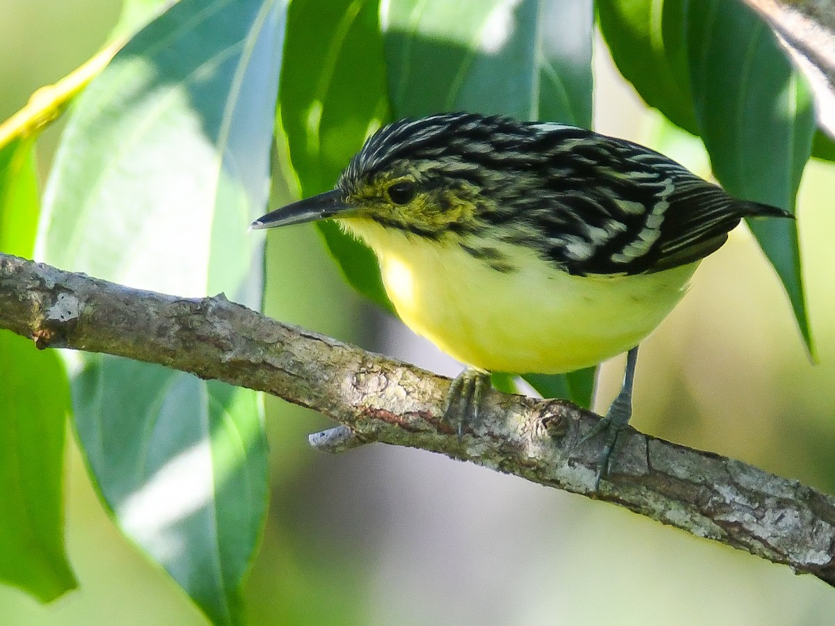 Sclater's Antwren - ML640318748