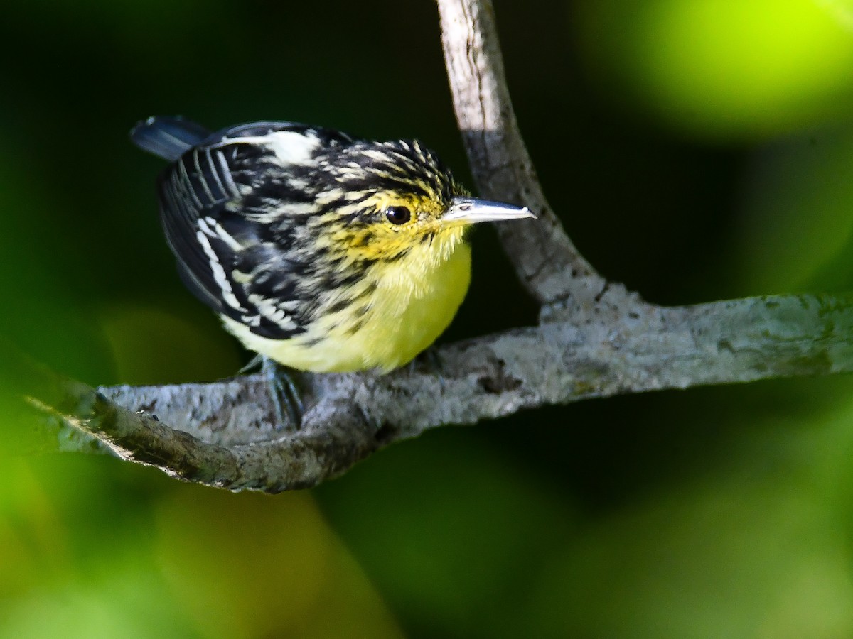 Sclater's Antwren - ML640318749