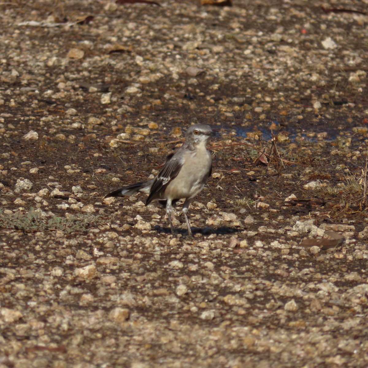 Northern Mockingbird - ML640318765