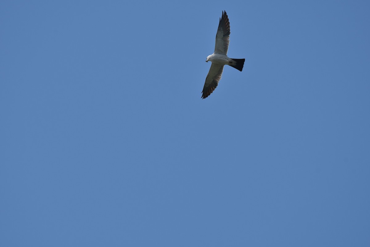 Mississippi Kite - ML640318827