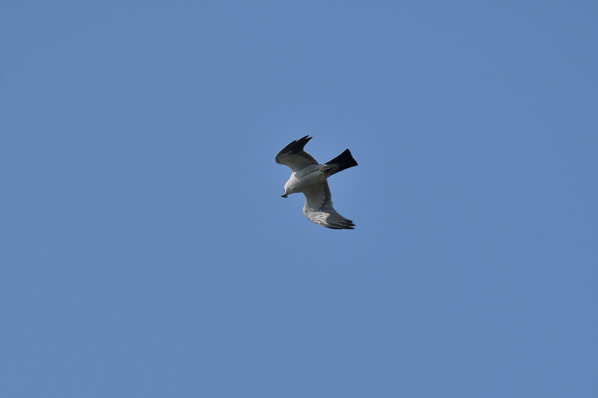 Mississippi Kite - ML640318828