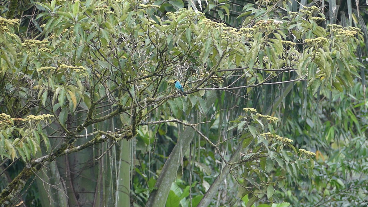 Swallow Tanager - ML640318835