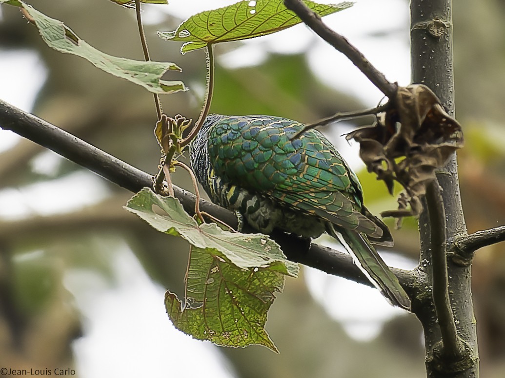 African Emerald Cuckoo - ML640318843