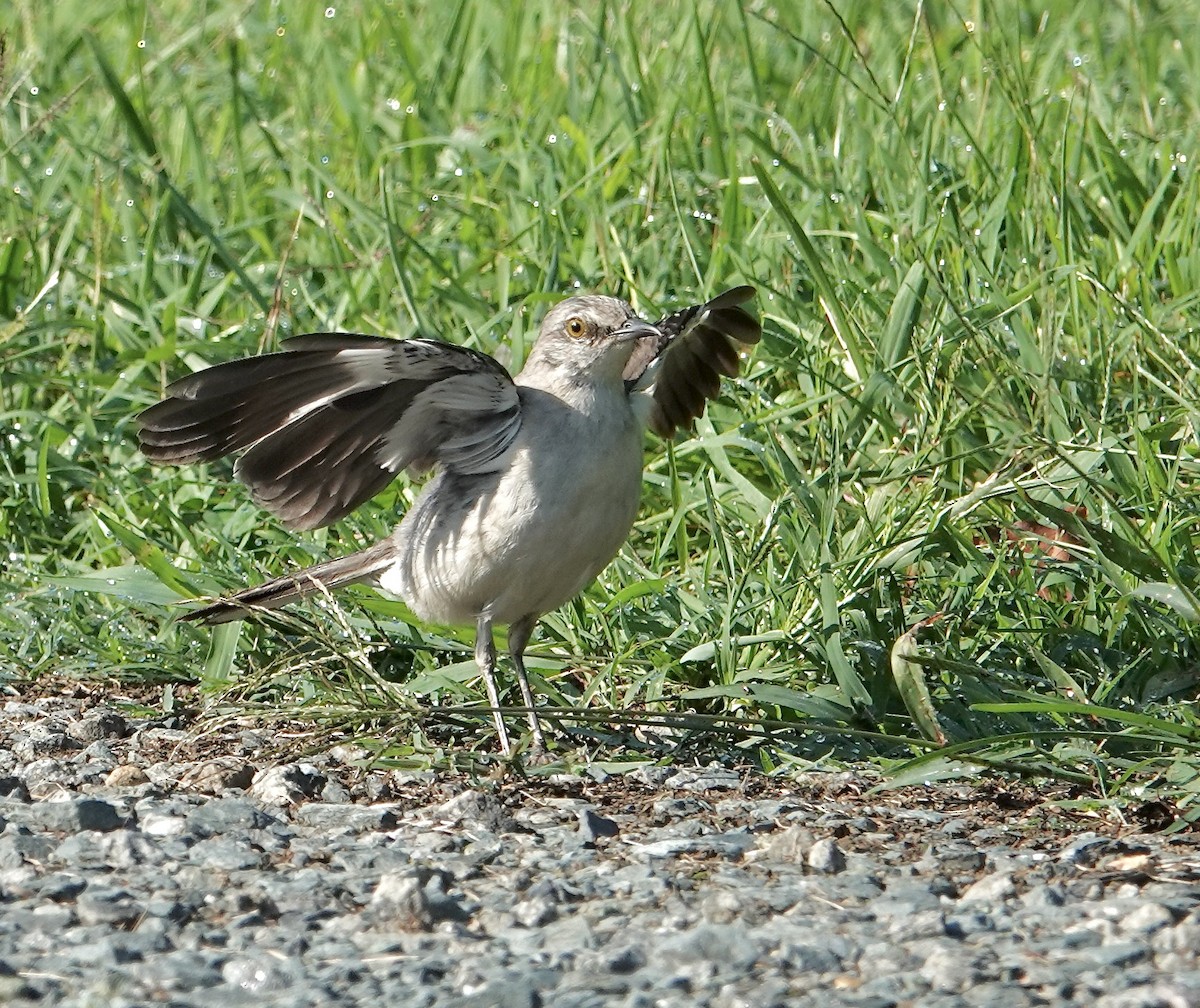 Northern Mockingbird - ML640318862
