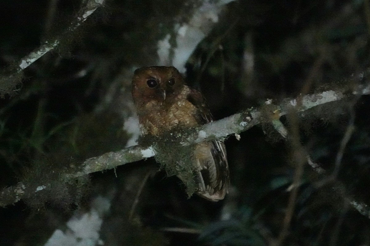 Kara Gözlü Puhucuk (ingens/venezuelanus) - ML640318888
