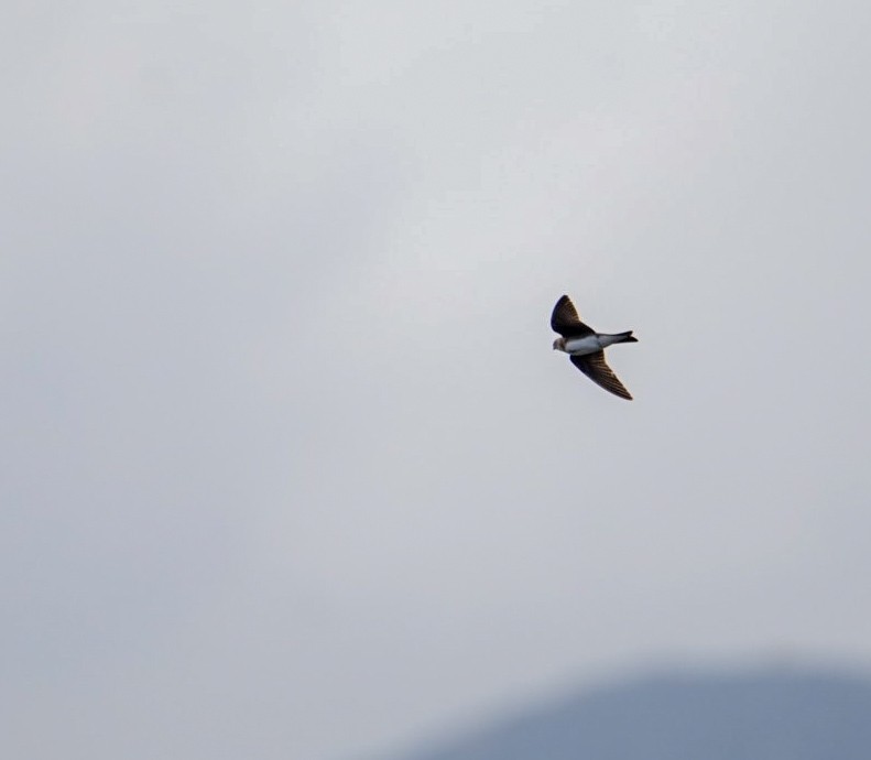 Brown-chested Martin - ML640318889