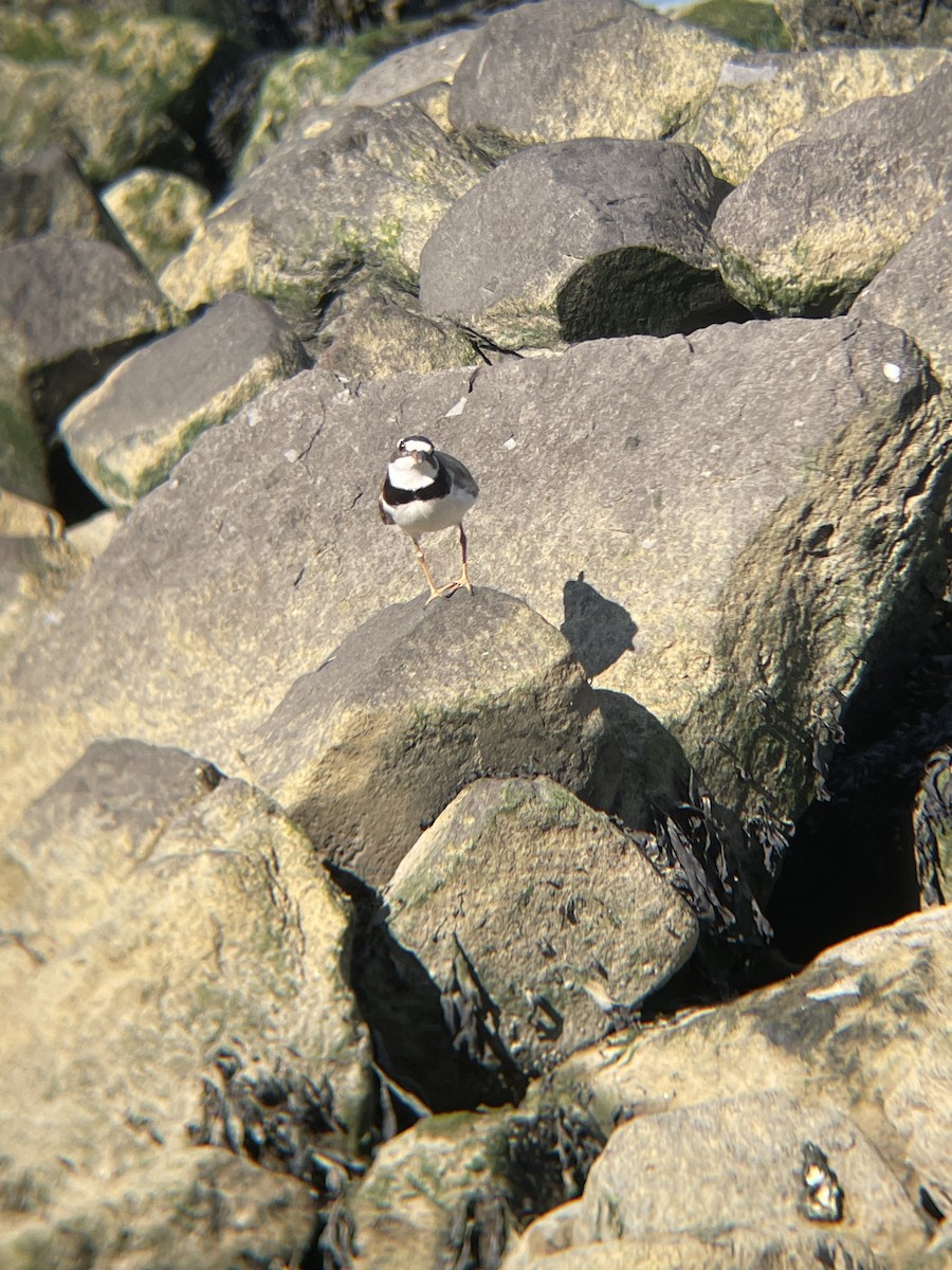 Semipalmated Plover - ML640318949