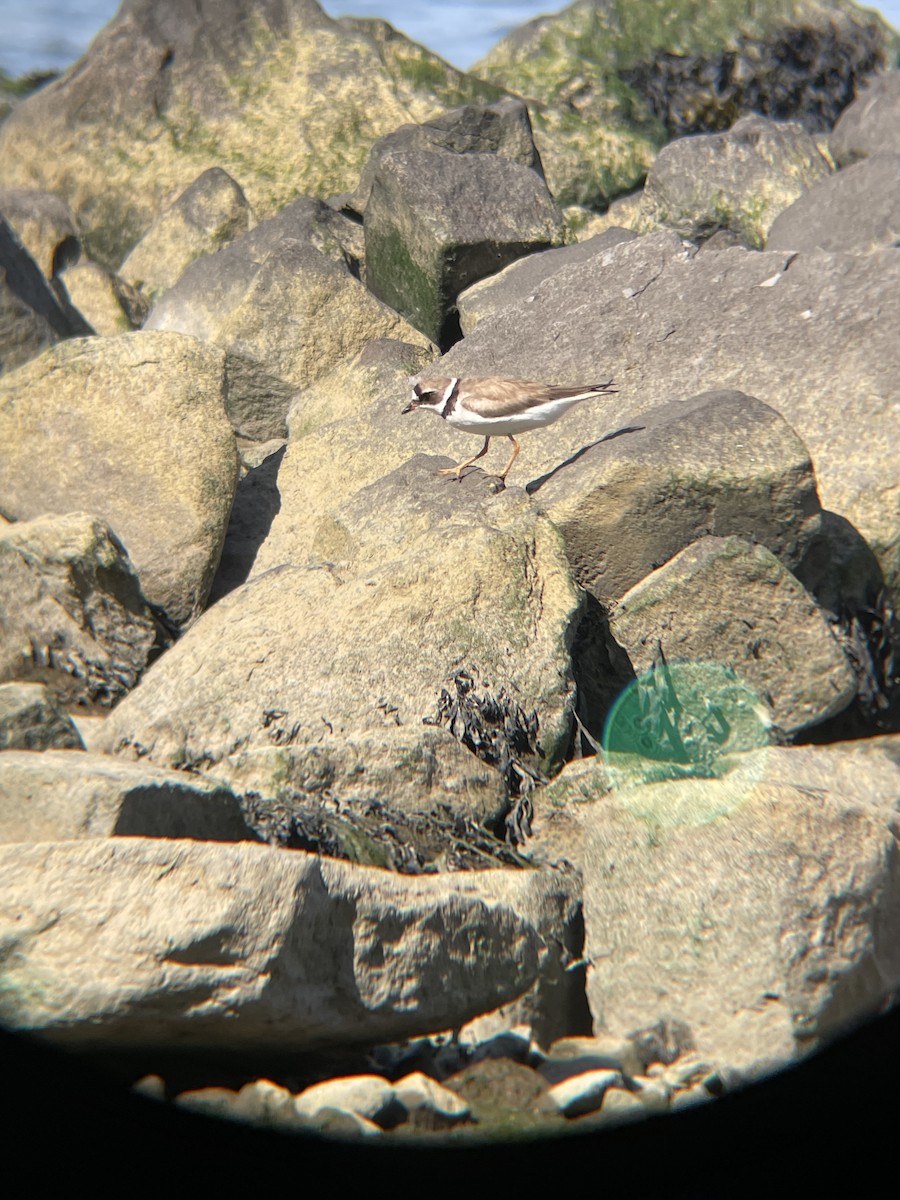 Semipalmated Plover - ML640318951