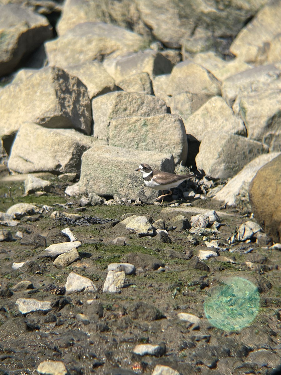 Semipalmated Plover - ML640318952