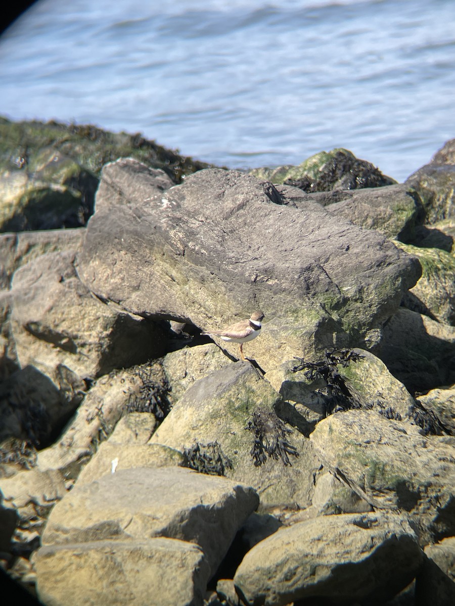 Semipalmated Plover - ML640318953