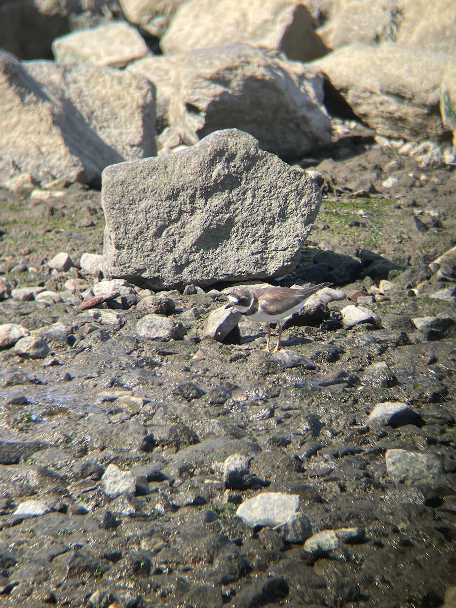 Semipalmated Plover - ML640318954