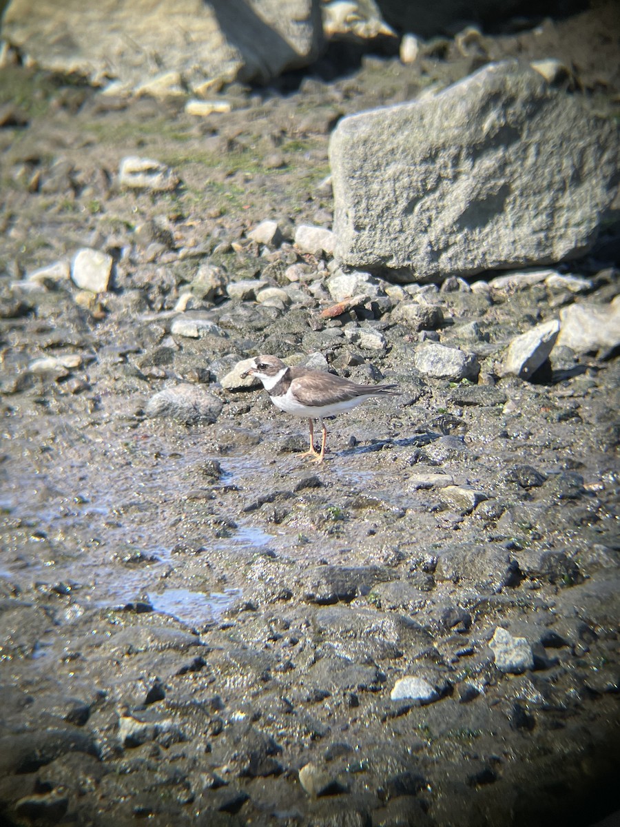 Semipalmated Plover - ML640318955